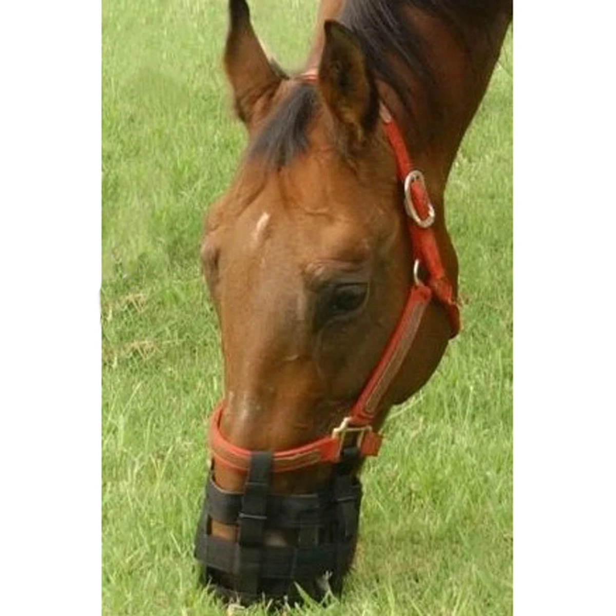 Best Friend Grazing Muzzle 2 Best Friend Grazing Muzzle - Image 2