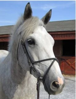 Nunn Finer Rubber Figure 8 Noseband