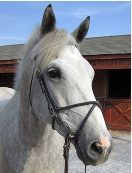 Nunn Finer Rubber Figure 8 Noseband 1 Nunn Finer Rubber Figure 8 Noseband