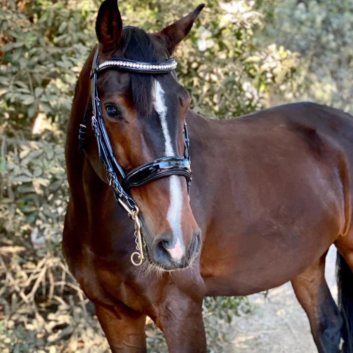 Halter Ego Celebrity Double Bridle 1 Halter Ego Celebrity Double Bridle