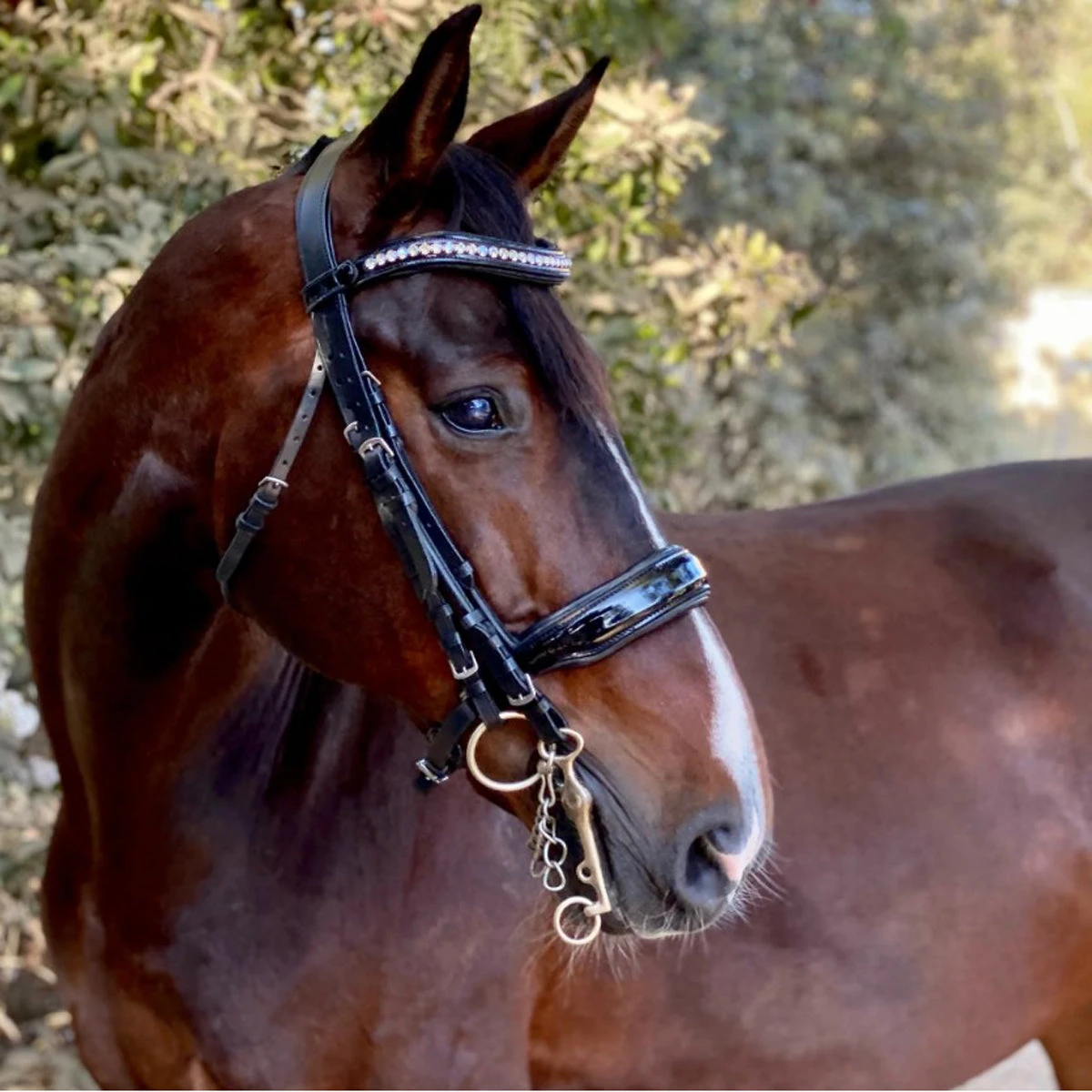 Halter Ego Celebrity Double Bridle 2 Halter Ego Celebrity Double Bridle - Image 2