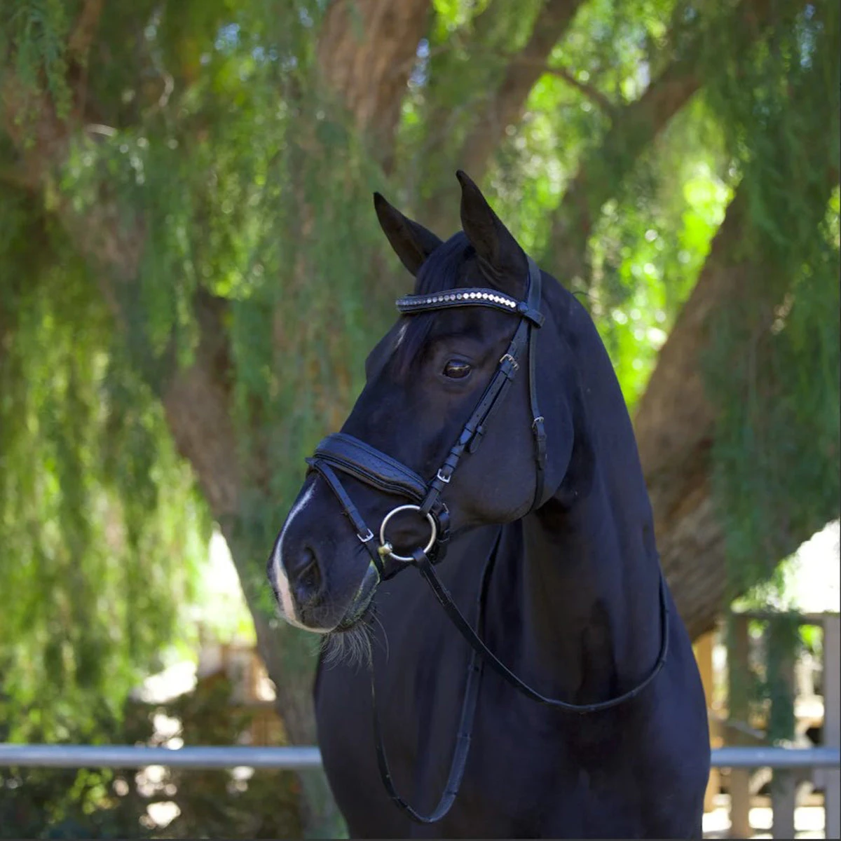 Halter Ego Doc Marten Snaffle Bridle 2 Halter Ego Doc Marten Snaffle Bridle - Image 2