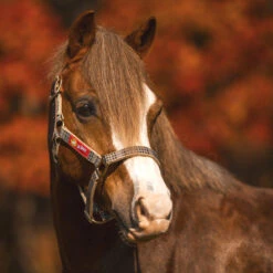5/A Baker Breakaway Halter With Full Leather Crown -Equestrian Supply Store baker breakawayhalter