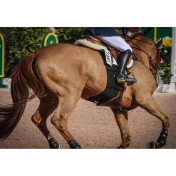 Equifit BellyBand -Equestrian Supply Store band4 61409.1590075654.1280.1280