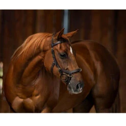 Horseware Rambo Micklem Multibridle 16 Horseware Rambo Micklem Multibridle -Equestrian Supply Store bridle3 a10bdfc3 d052 4e34 8683 c10830a38526