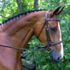 Red Barn By KL Select Synergy Hunter Bridle