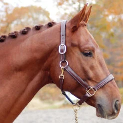 Red Barn By KL Select Lainie Halter